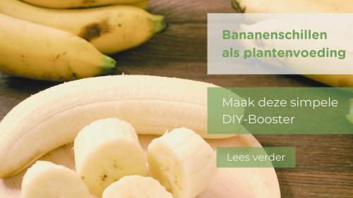 Bananenschillen als plantenvoeding